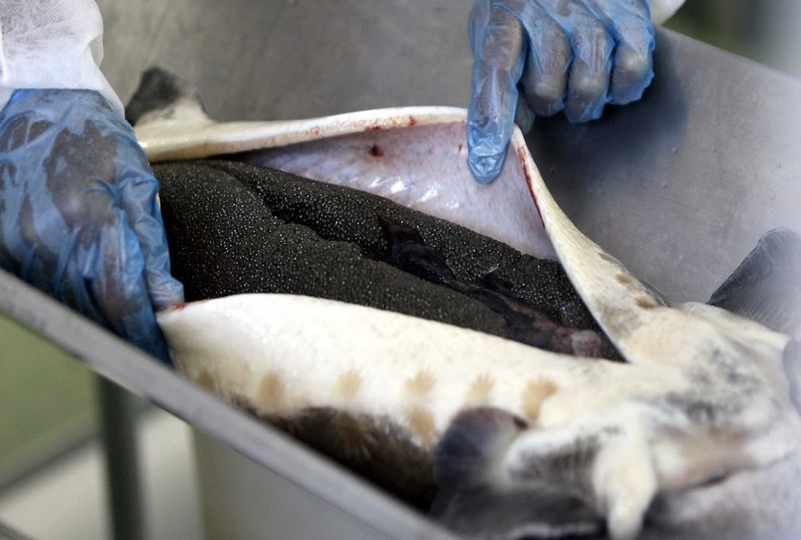  Beluga Caviar Harvest
