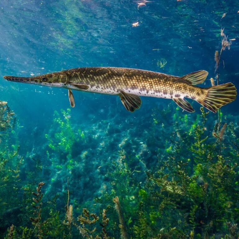 caviar fish