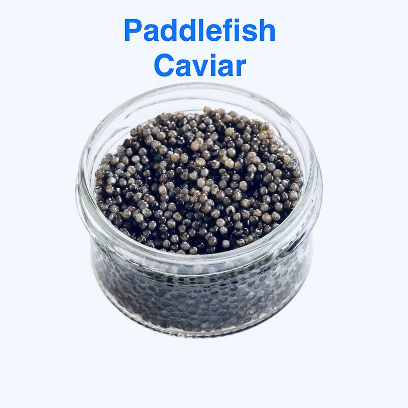 paddlefish caviar in a jar